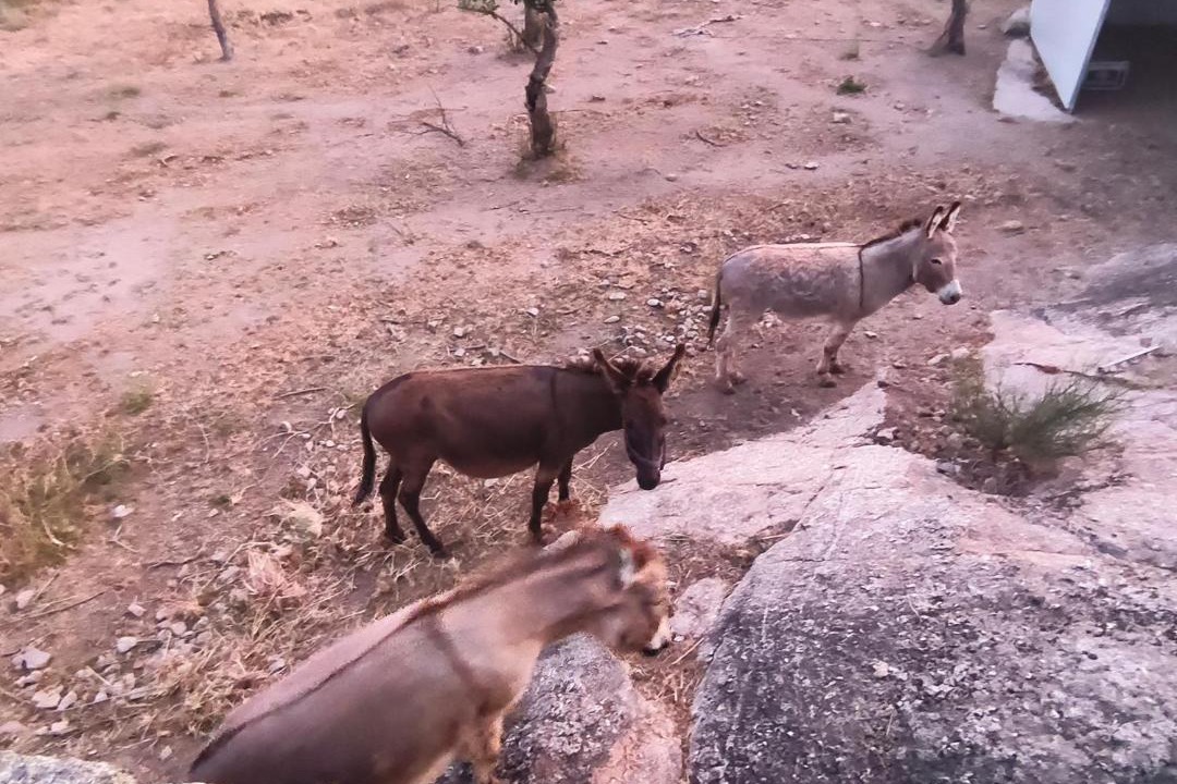 Photo of Others in Castelo Branco