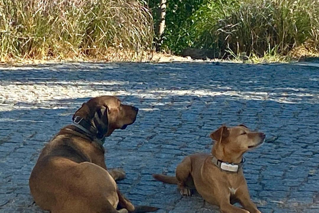 Photo of Others in Alferce