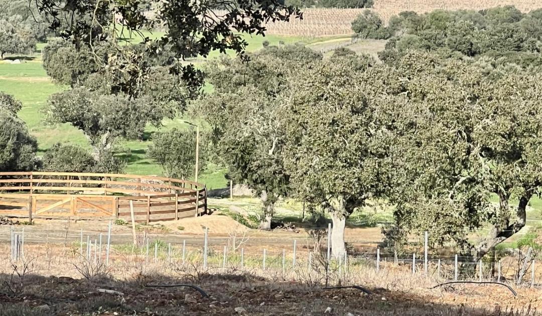 Photo of Others in Reguengos de Monsaraz