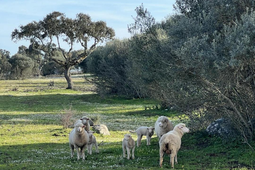 Photo of Others in Reguengos de Monsaraz