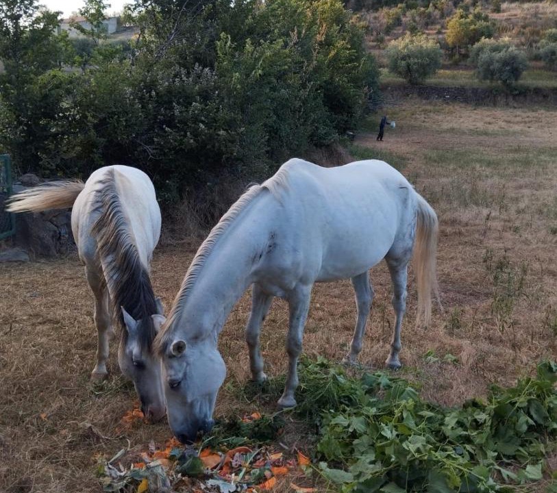 Photo of Others in Mogadouro