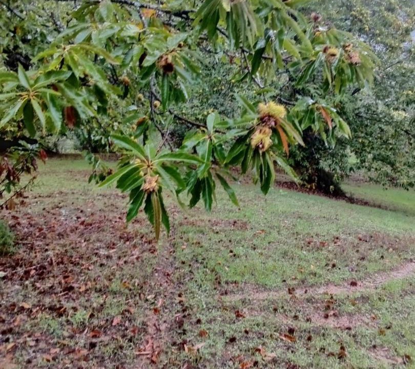 Photo of Outdoor in Rio De Fornos