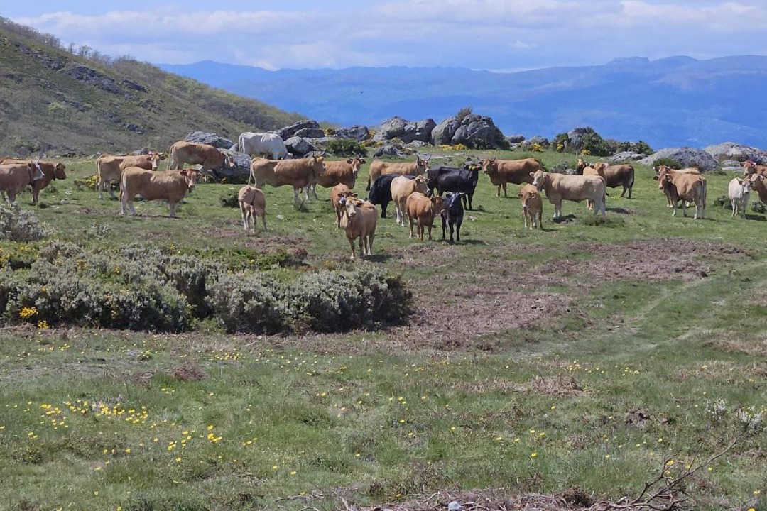 Photo of Others in Montalegre