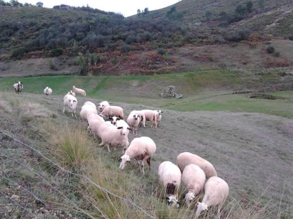 Photo of Others in Vinhais