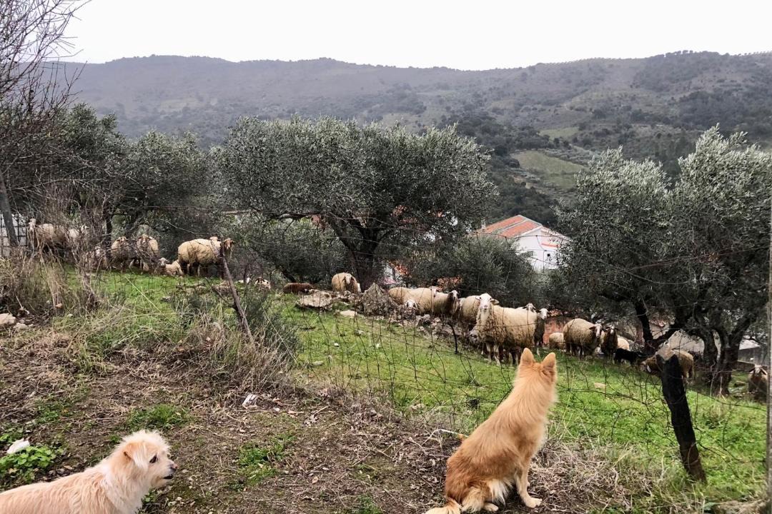 Photo of Others in Alfandega da Fe