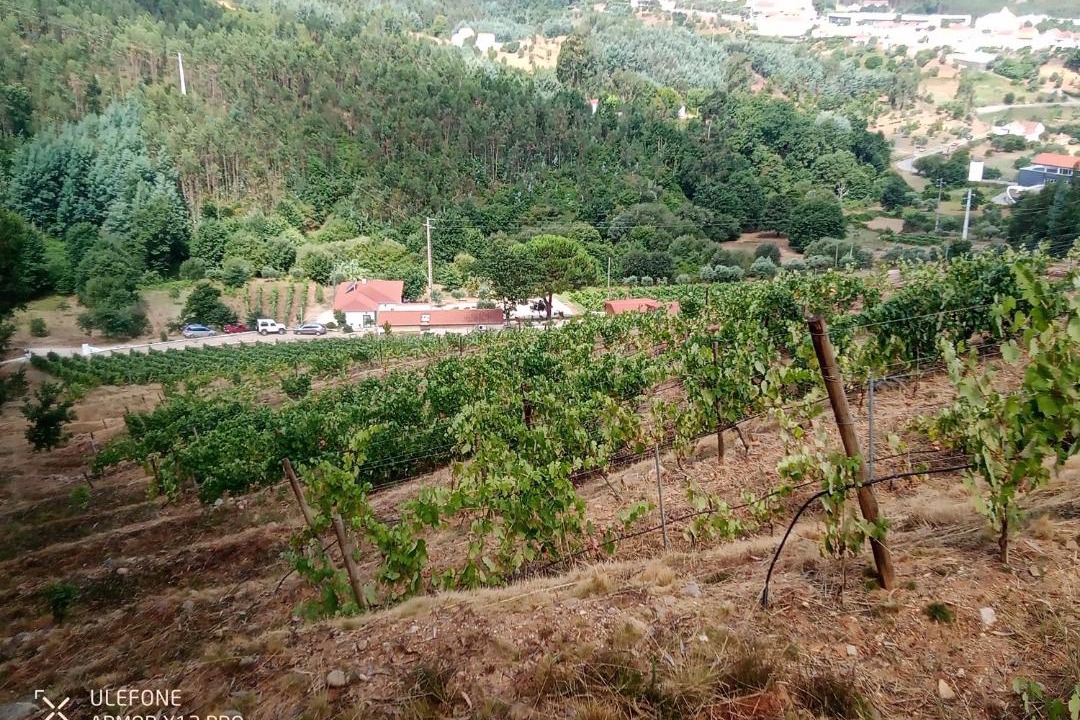 Photo of Others in Arganil