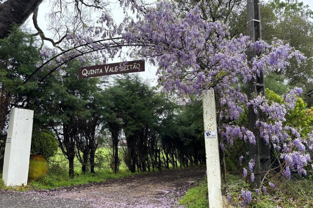 Photo of Others in Coimbra