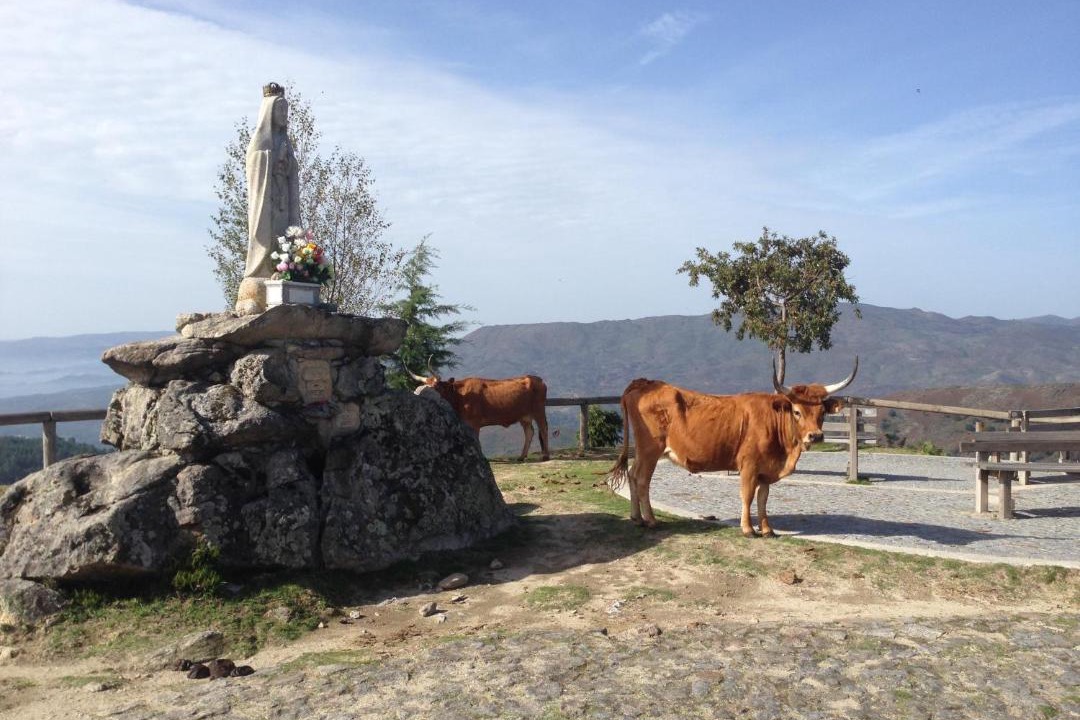 Photo of Others in Ponte da Barca