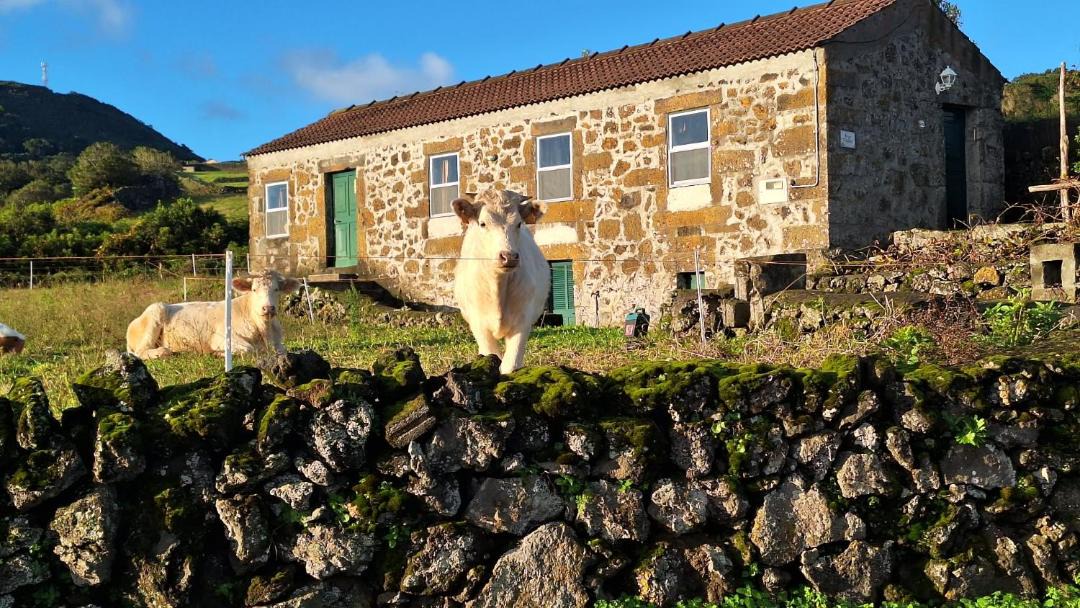 Photo of Others in Lajes do Pico