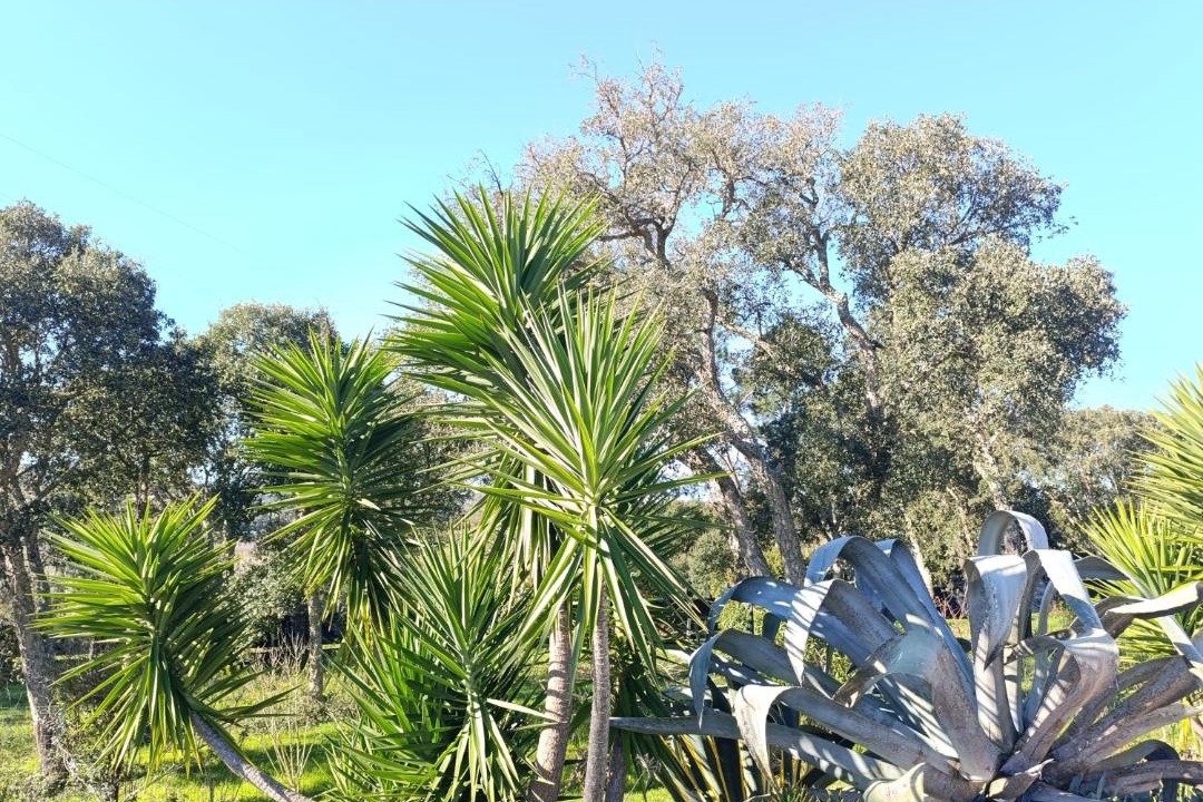 Photo of Others in Alcobaca