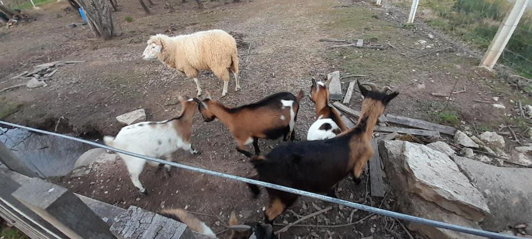 Photo of Others in Macas de Dona Maria