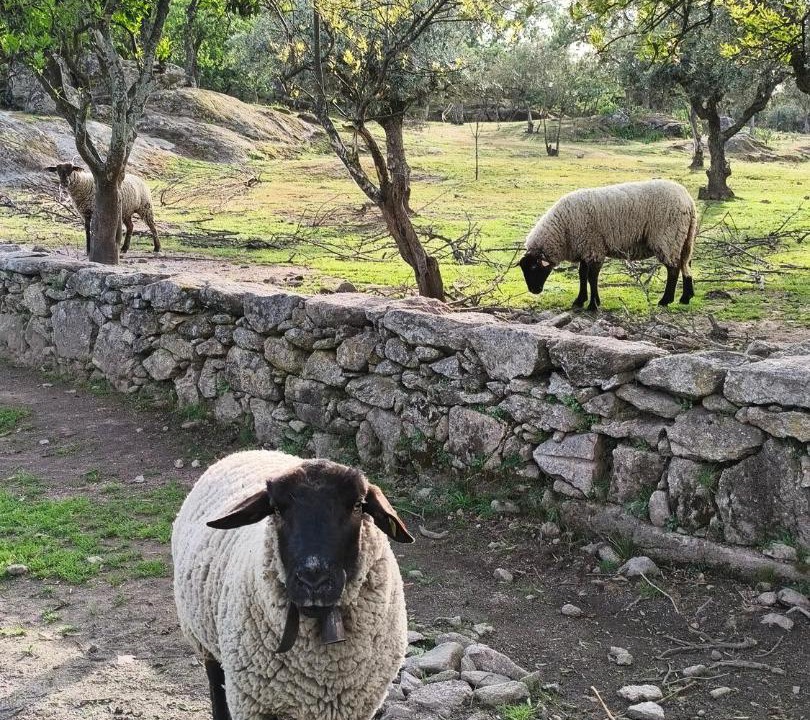 Photo of Others in Castelo Branco
