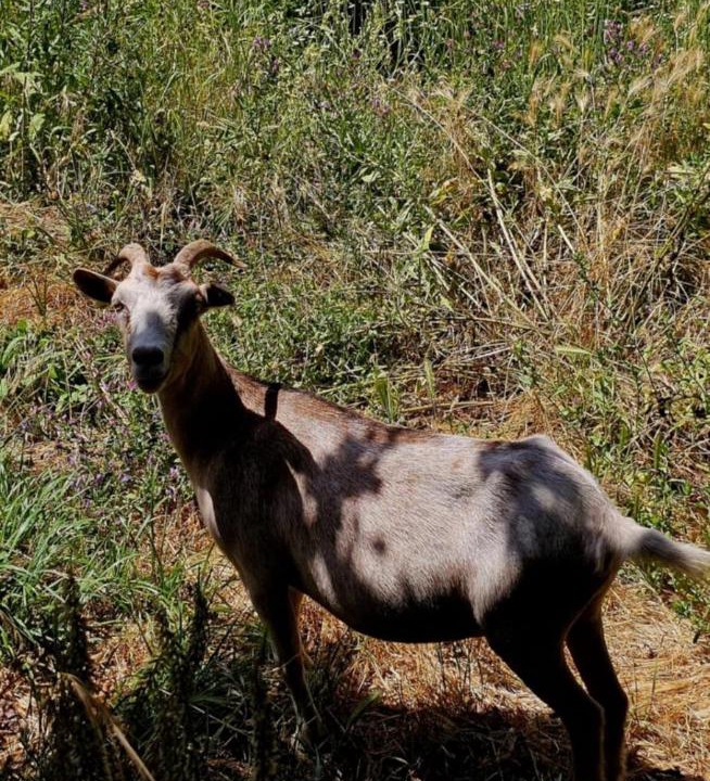 Photo of Others in Castanheira de Pera