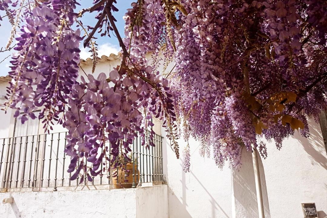 Photo of Others in Obidos