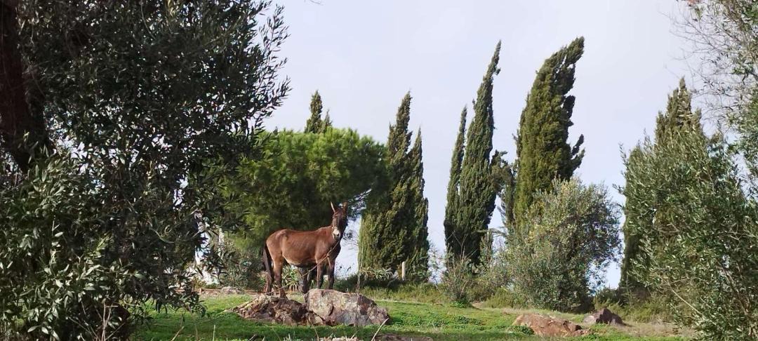 Photo of Others in Aljustrel