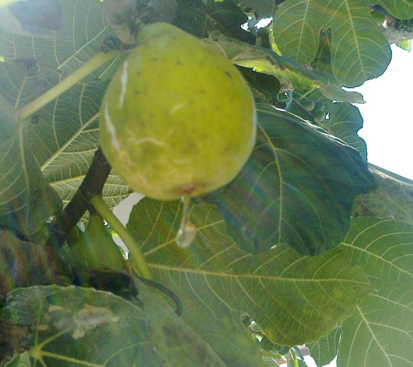 Photo of Outdoor in Camparca