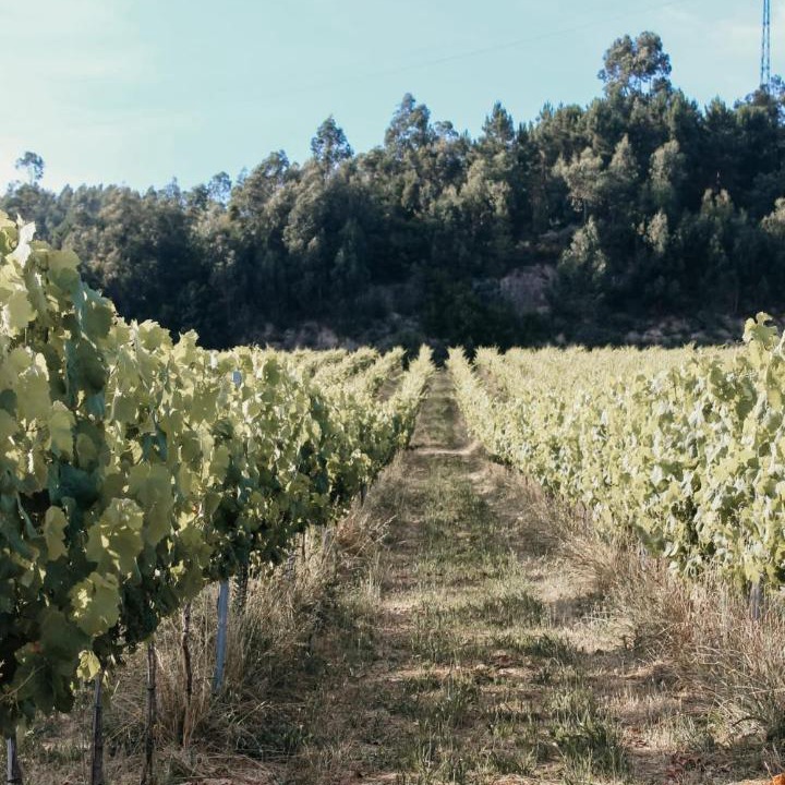 Photo of Others in Sao Lourenco do Douro