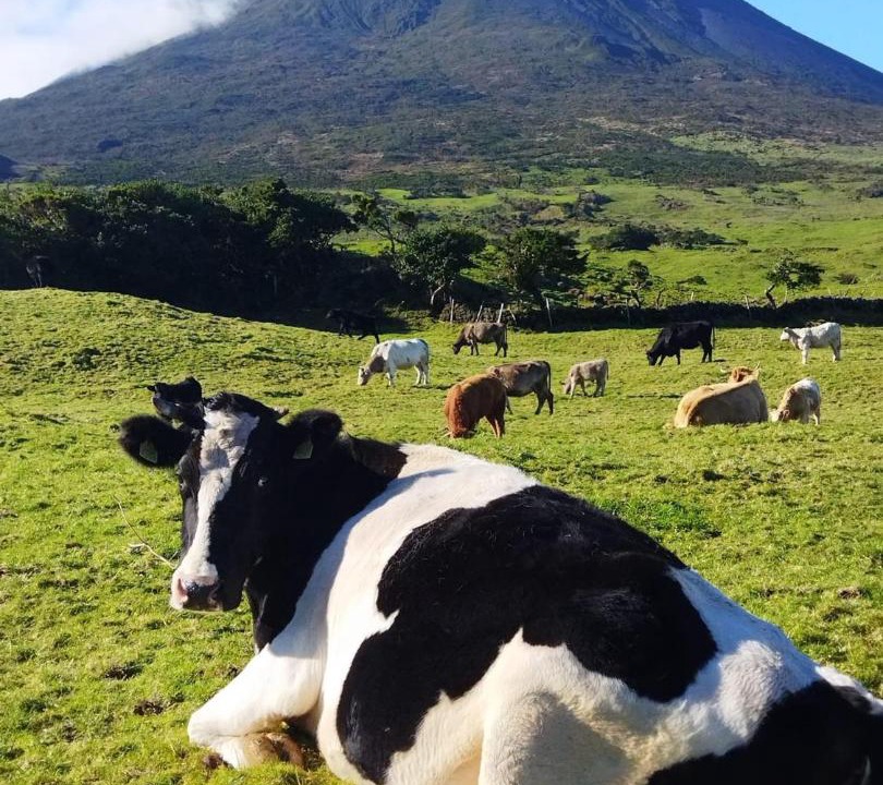 Photo of Others in Lajes do Pico