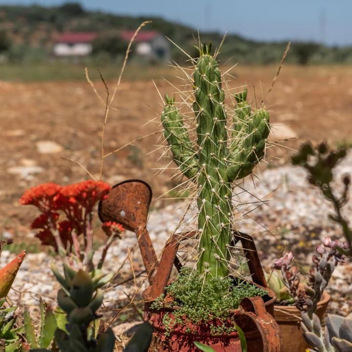 Photo of Others in Estremoz