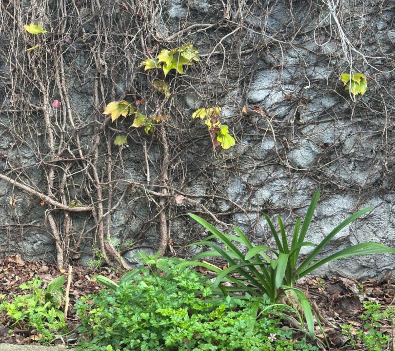 Photo of Others in Calheta