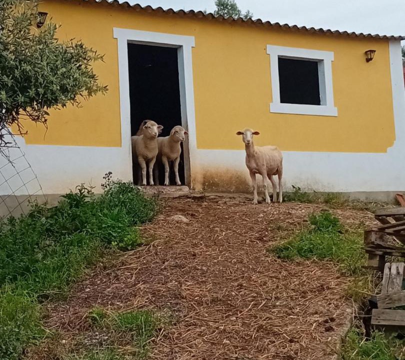 Photo of Others in Alcobertas