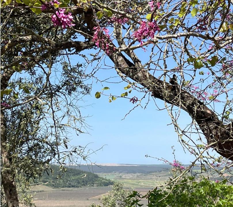 Photo of Others in Obidos
