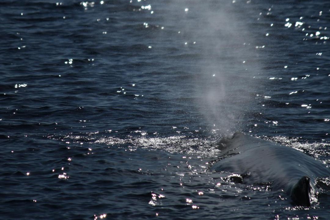 Photo of Others in Lajes do Pico