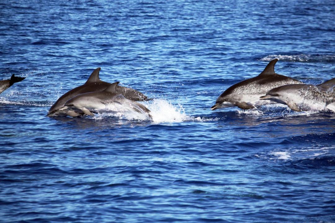 Photo of Others in Lajes do Pico