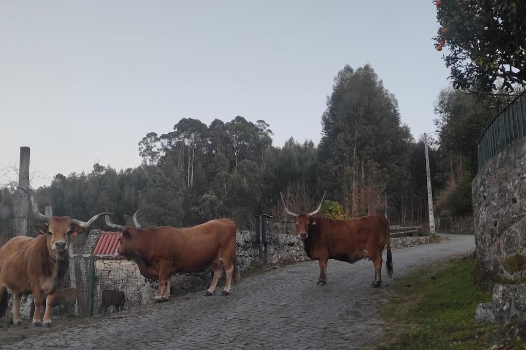 Photo of Others in Arcos de Valdevez