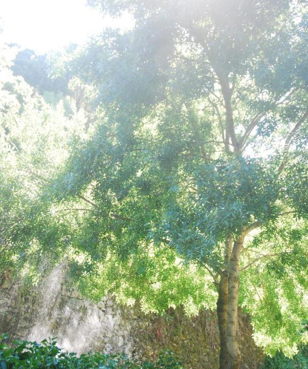 Photo of Others in Sintra