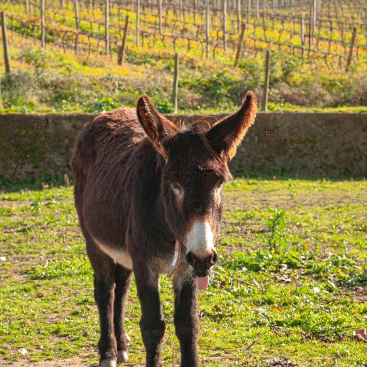 Photo of Others in Mafra
