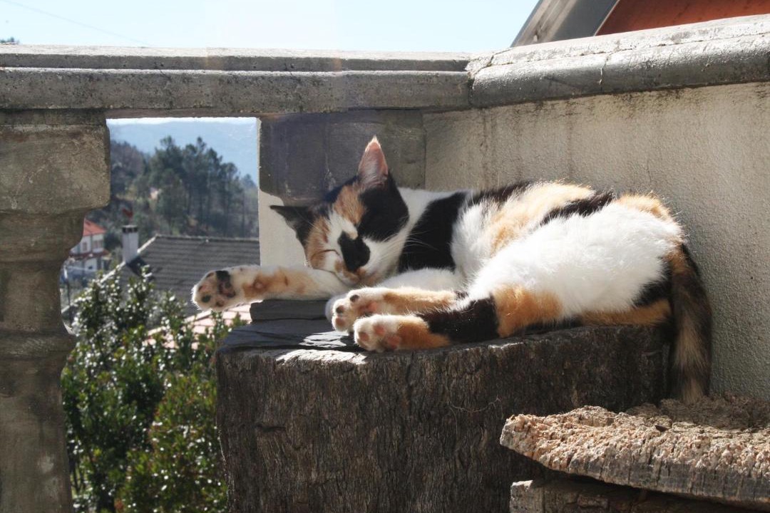 Photo of Others in Unhais da Serra