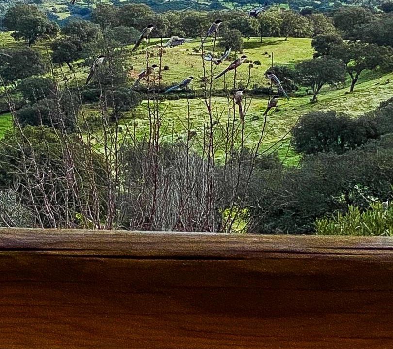 Photo of Others in Almodovar e Graca dos Padroes