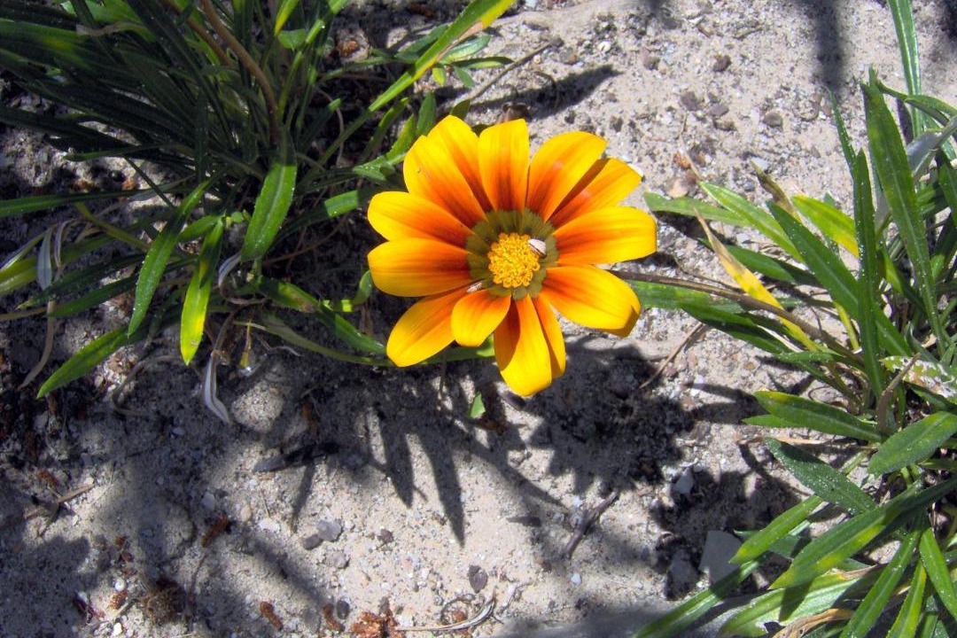 Photo of Others in Comporta