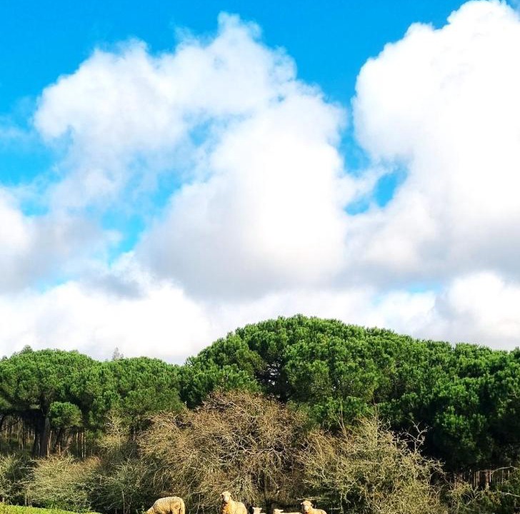 Photo of Others in Obidos