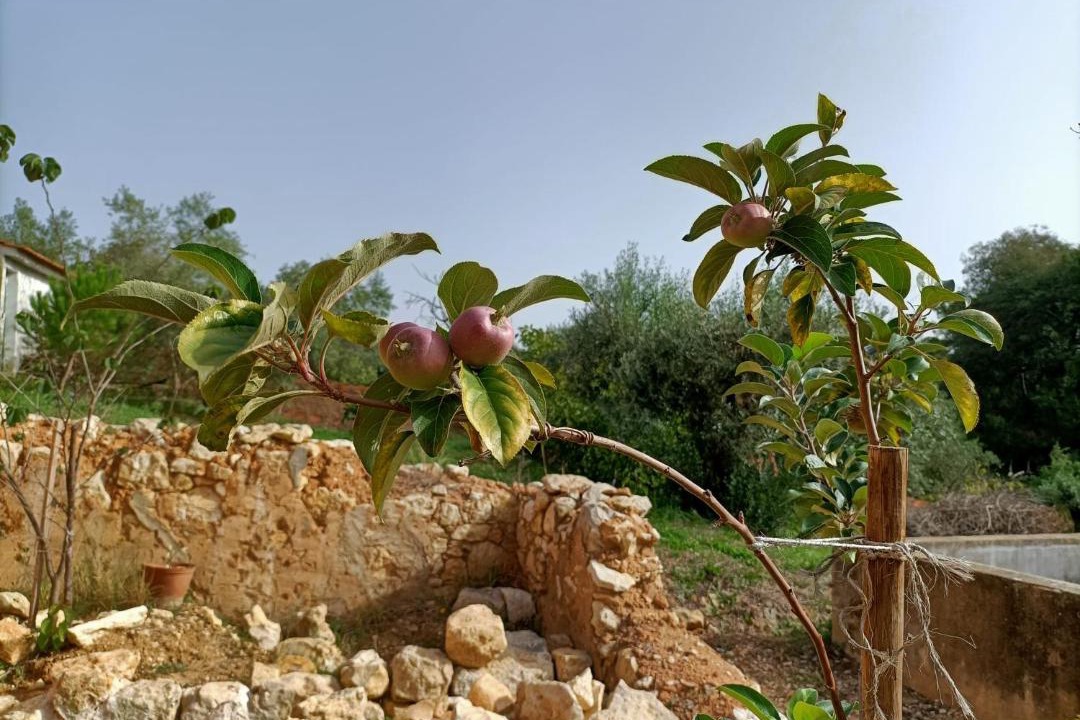 Photo of Others in Tomar