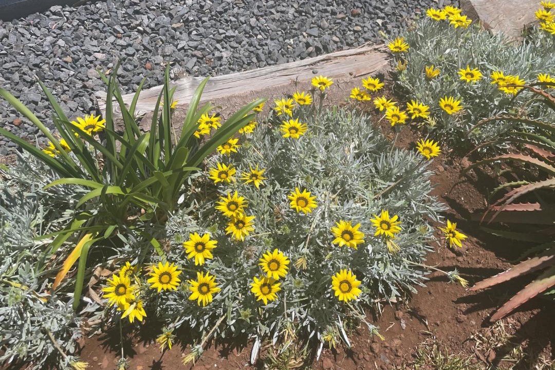 Photo of Others in Estreito da Calheta