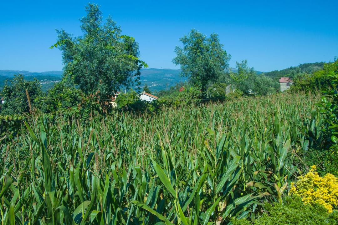 Photo of Others in Oliveira de Frades
