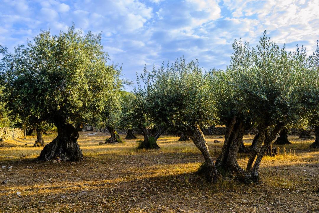 Photo of Others in Marvao