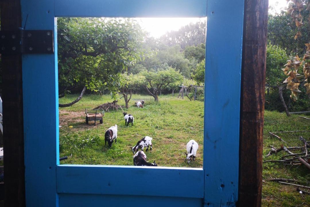 Photo of Others in Albergaria-a-Velha