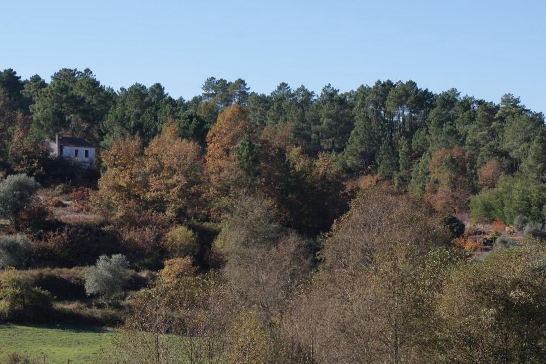 Photo of Others in Covas