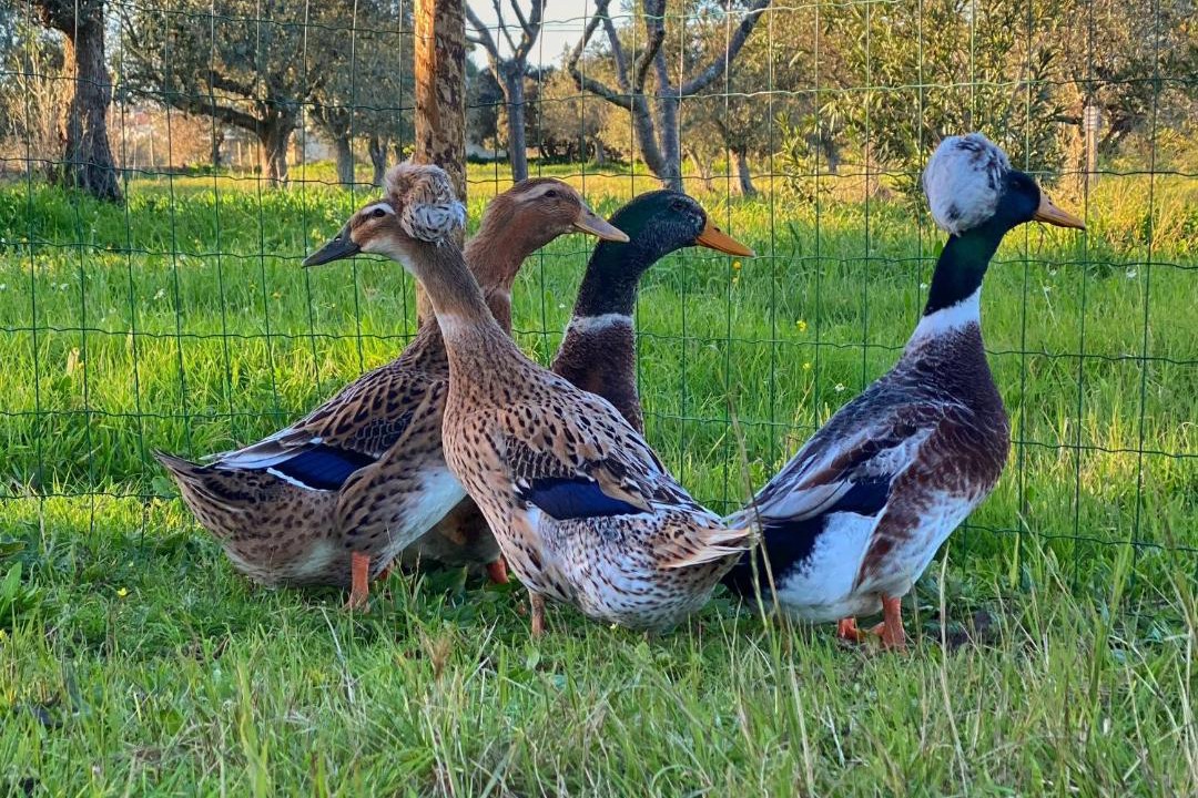 Photo of Others in Vimieiro