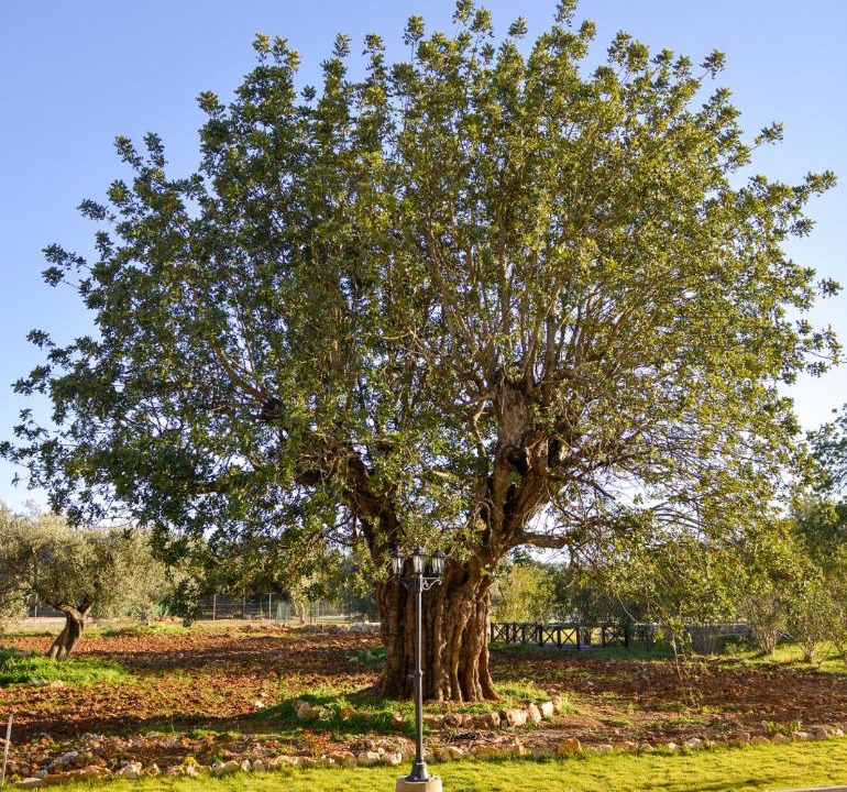 Photo of Others in Sao Bras de Alportel