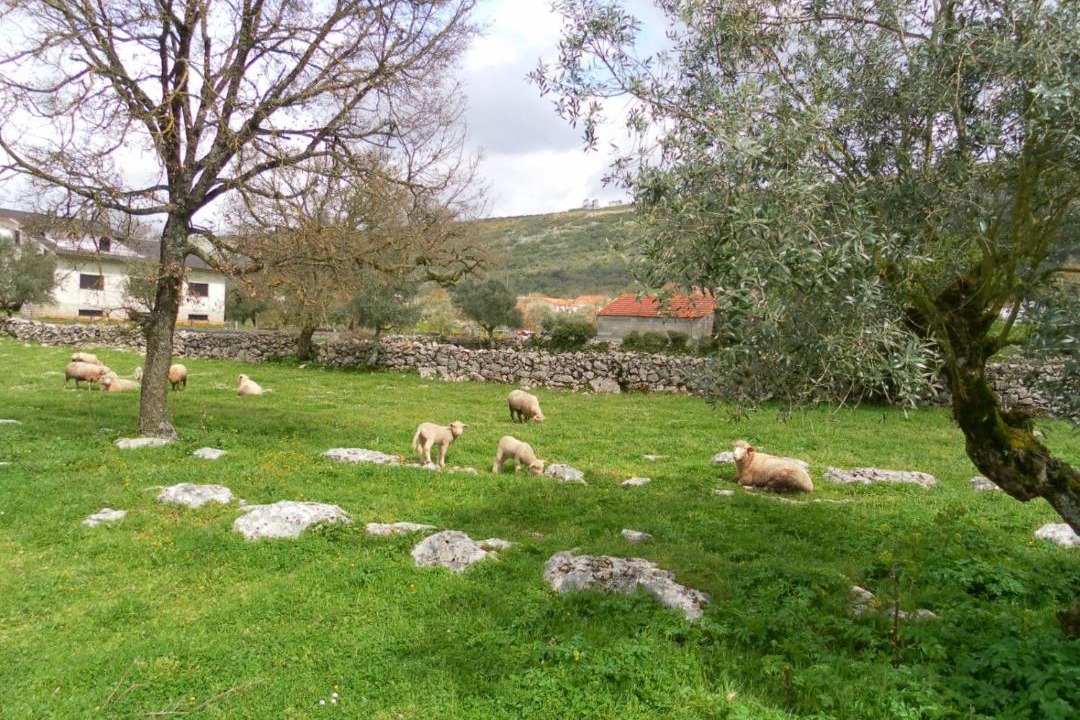 Photo of Others in Mendiga