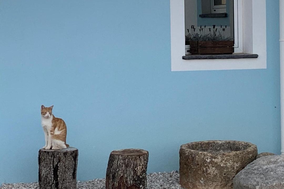 Photo of Others in Almodovar e Graca dos Padroes