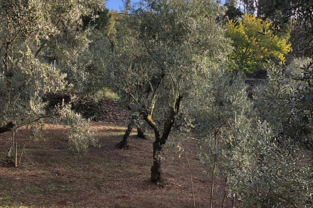 Photo of Outdoor in Gois