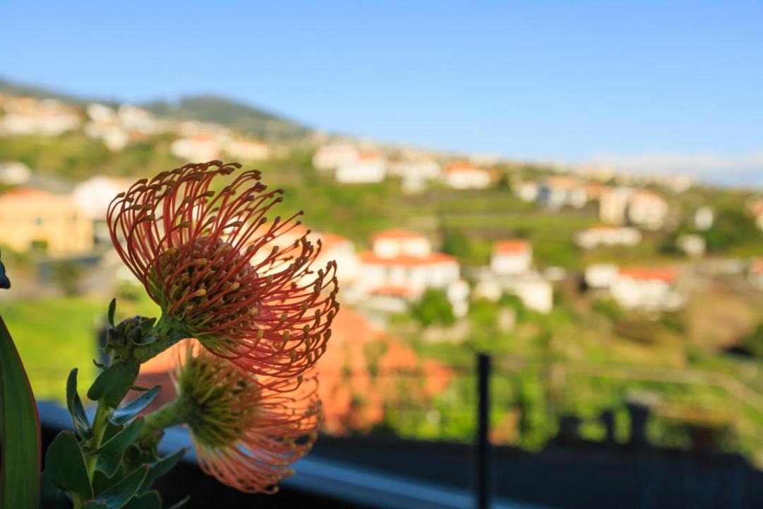 Photo of Others in Estrela da Calheta