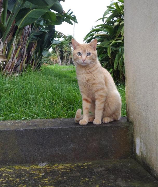 Photo of Others in Horta