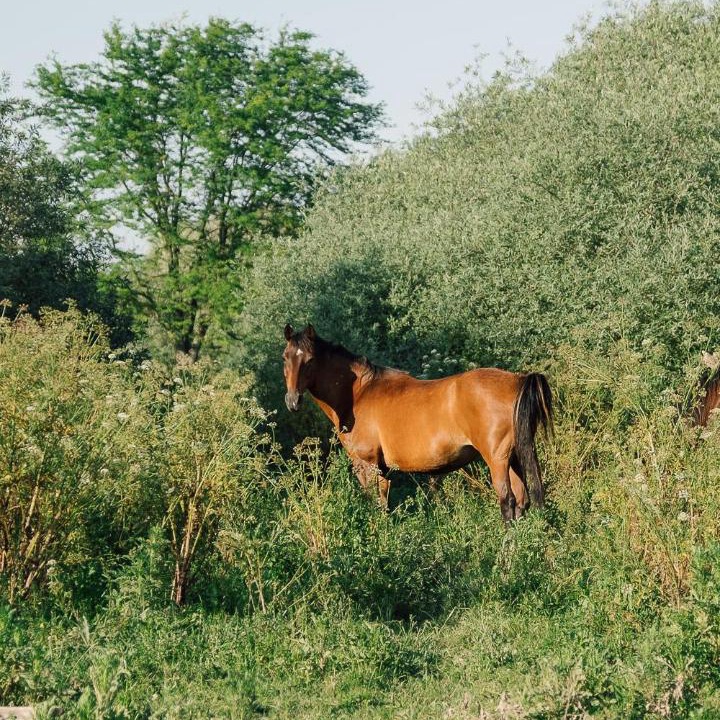 Photo of Others in Salvaterra de Magos