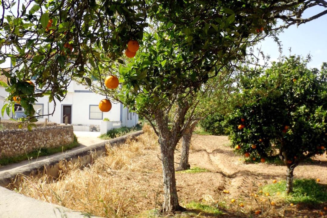 Photo of Others in Sargacal